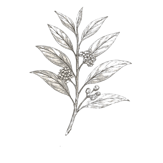 Sketch of the Litsea Cubeba plants with a white background