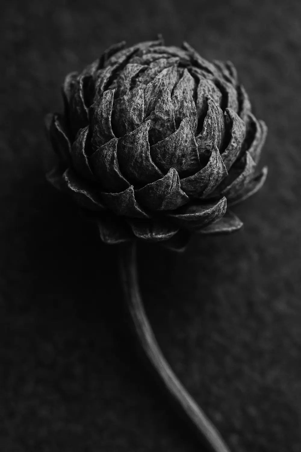 Black and white image of a dried flower bud on a dark background