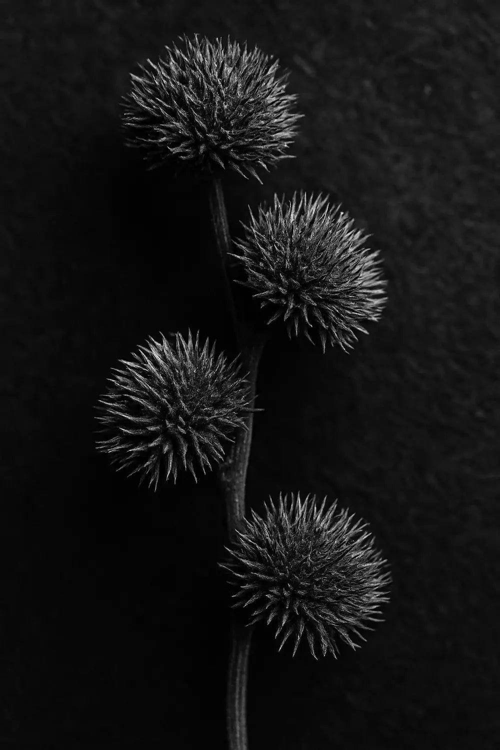 Black and white photo of thistle flowers against a dark background