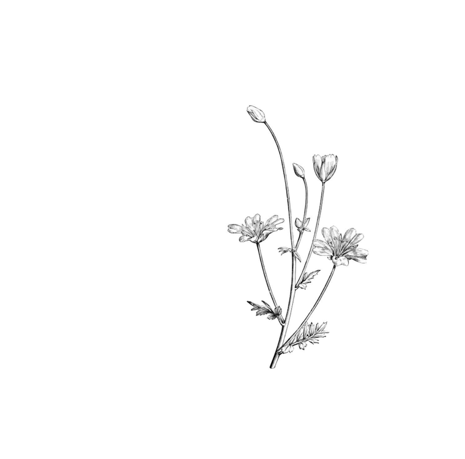 Silver floral brooch on a white background