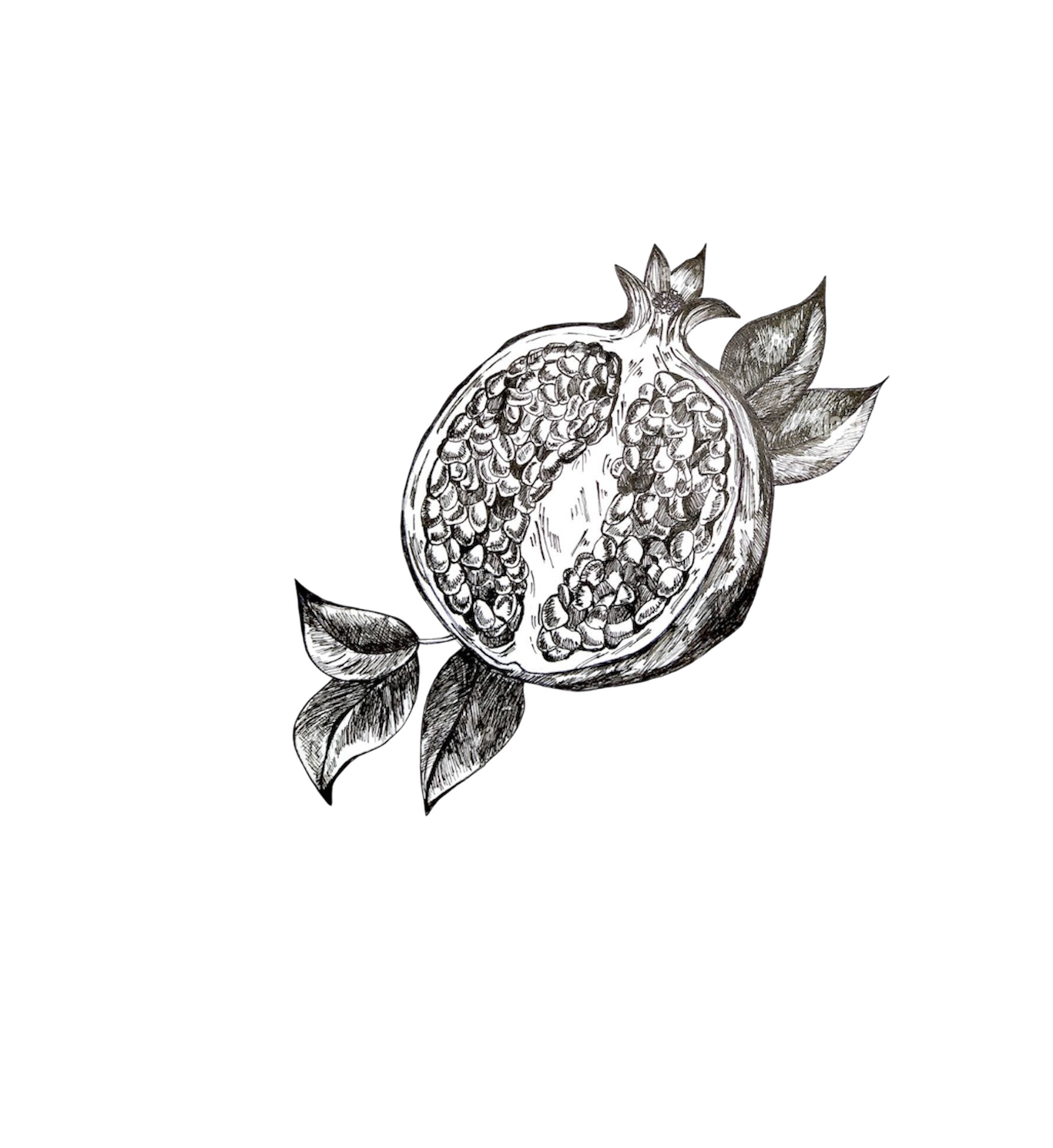 Black and white illustration of a pomegranate with leaves on a white background