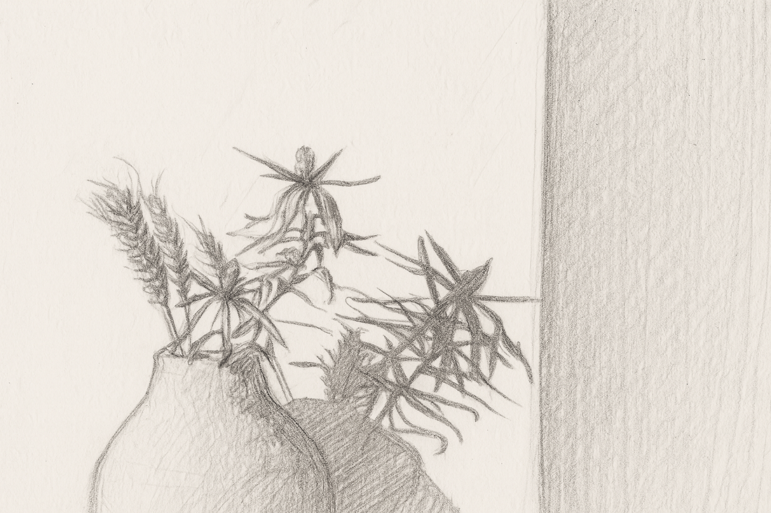 sketch of potted plant on counter with blank background