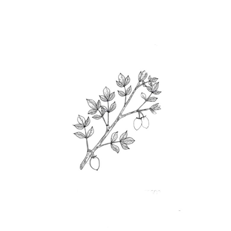 A finely detailed ink illustration of a Balm of Gilead tree, shown in full leaf with branching limbs, a textured trunk, and visible roots. The drawing is rendered in sepia tones on a soft cream background, evoking a vintage botanical sketch.