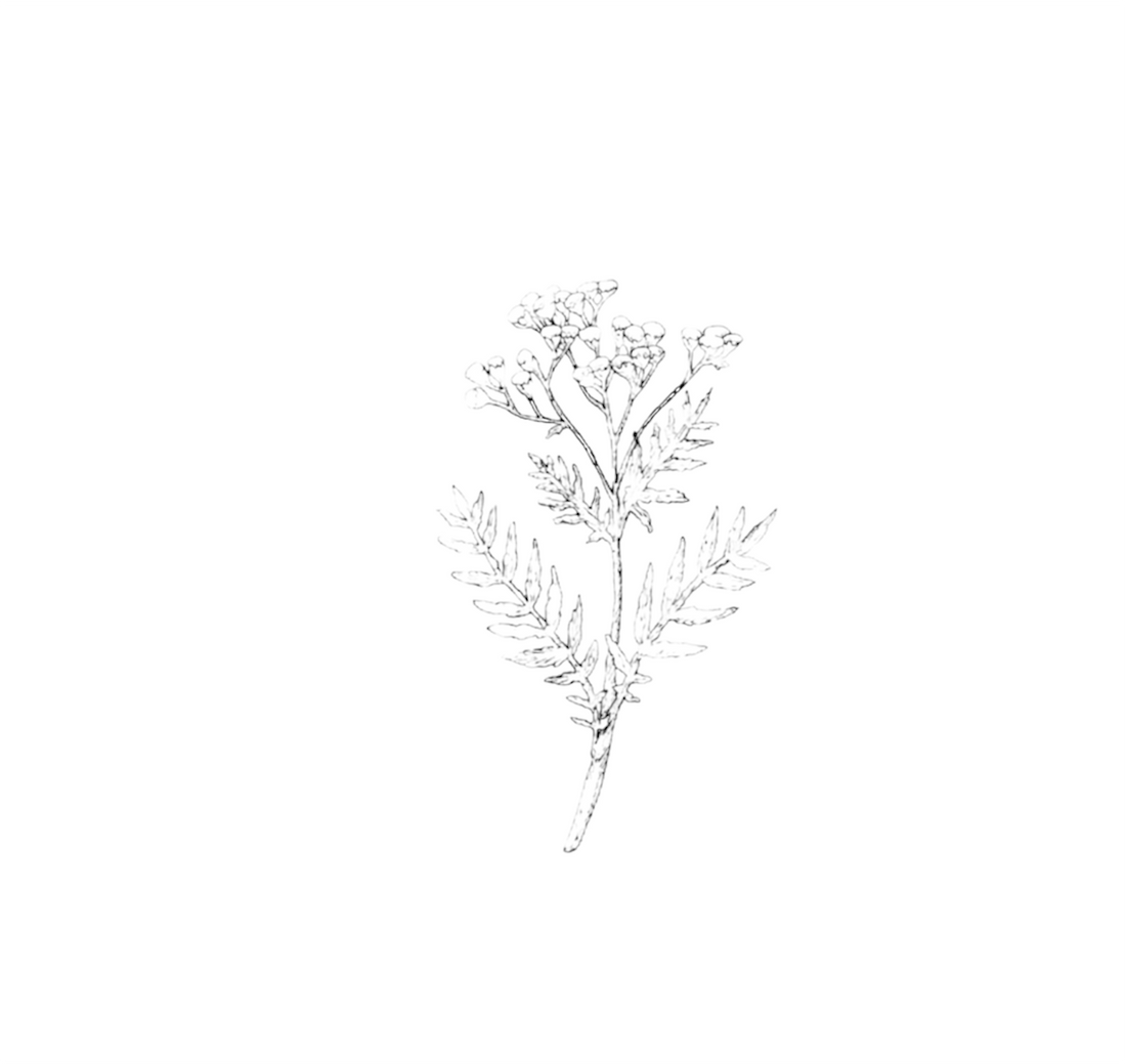 Sketch of Blue Tansy stem with white background