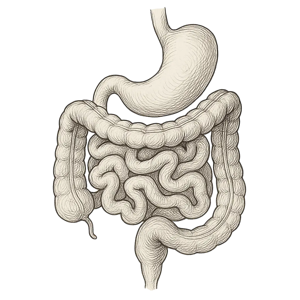 The Skin–Gut Axis: A Love Story
