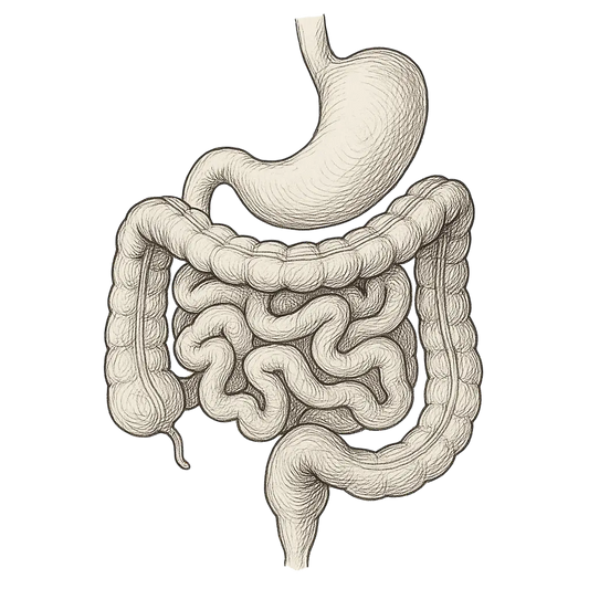 The Skin–Gut Axis: A Love Story