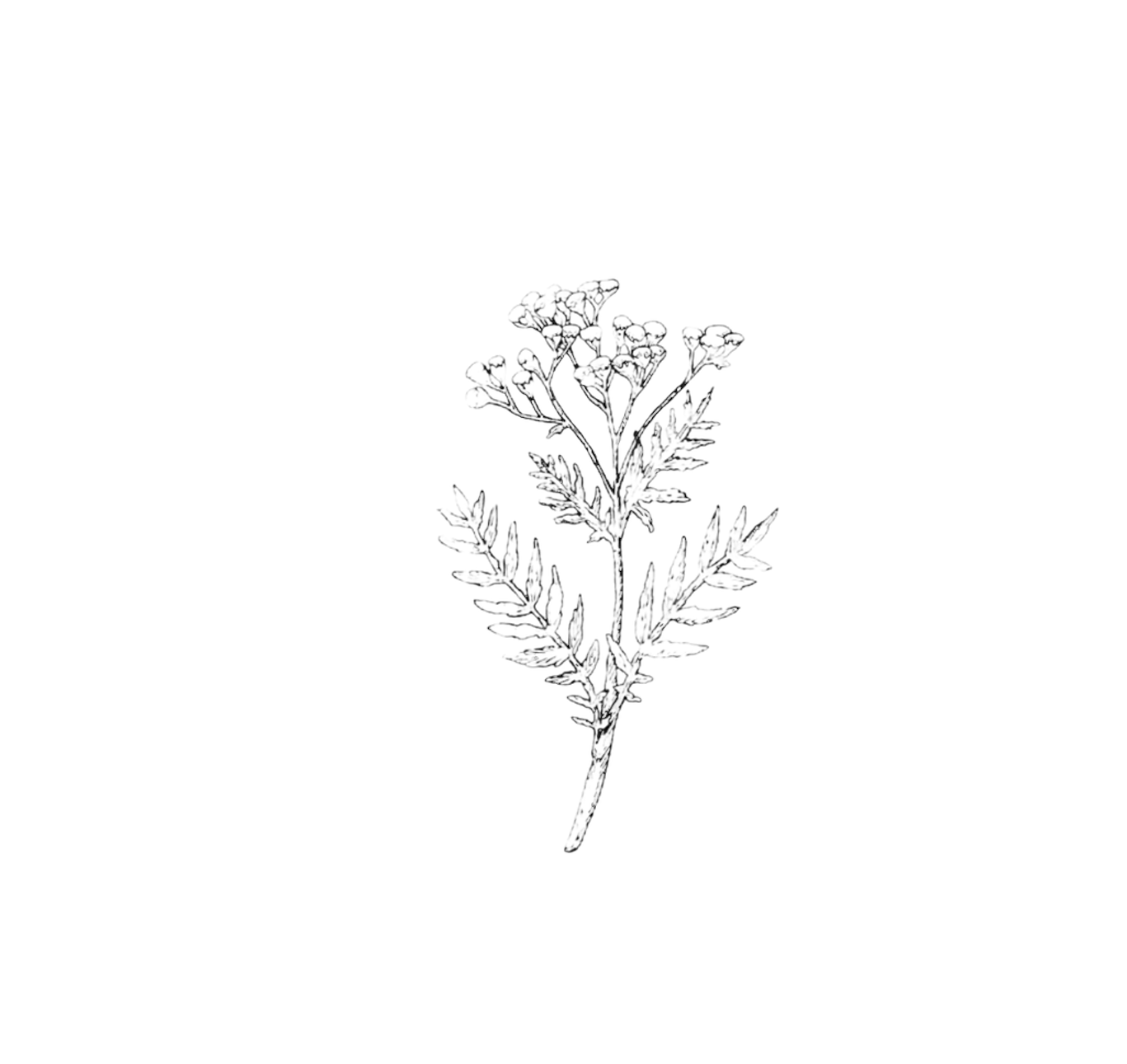 Black and white line drawing of blue tansy on a white background