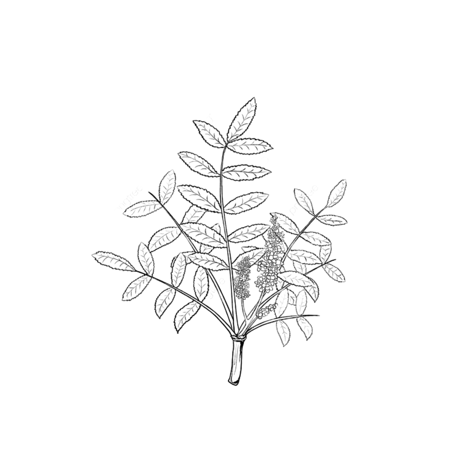 Line drawing of a plant branch with leaves on a white background
