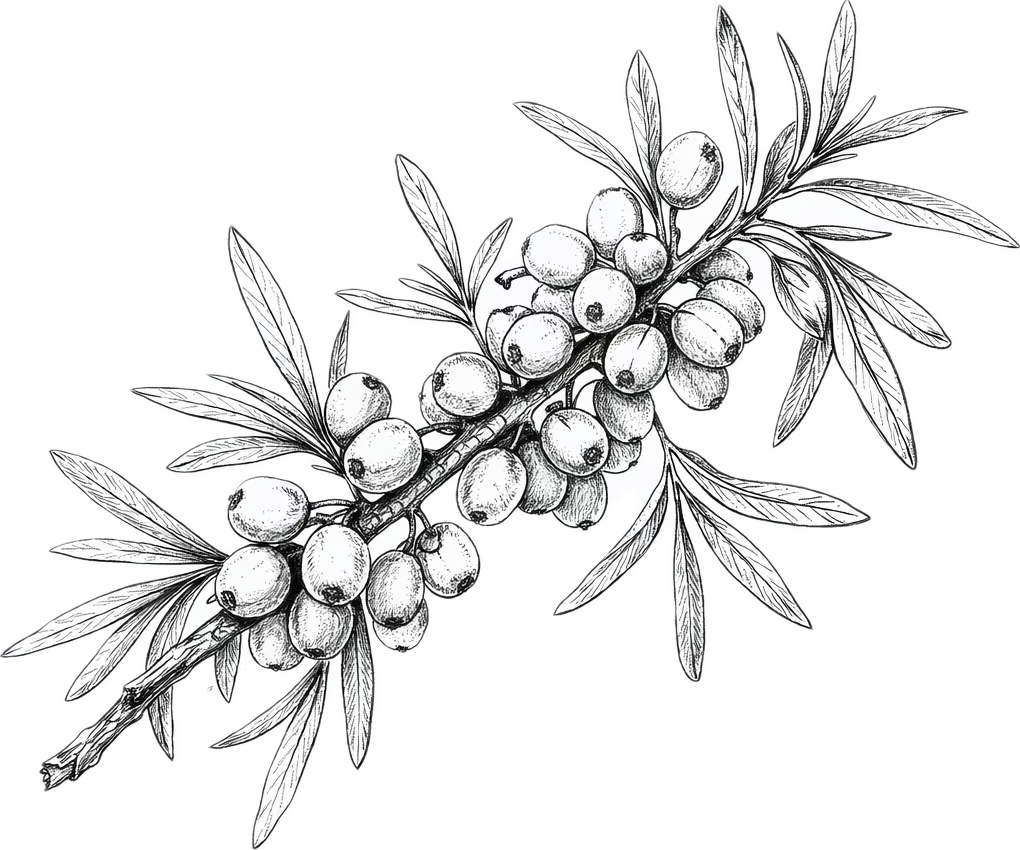 Black and white illustration of a branch with berries and leaves