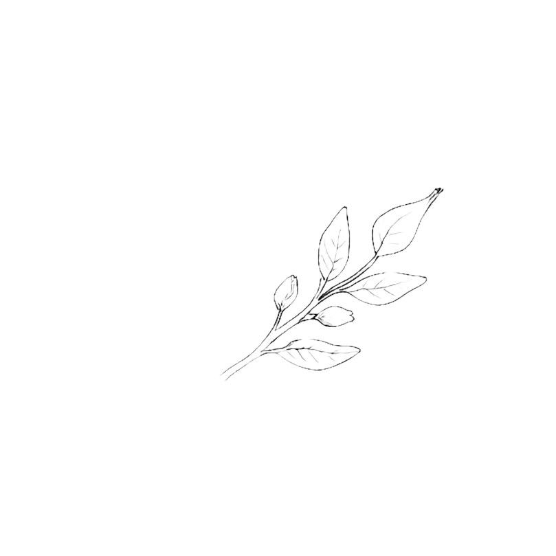 Black line drawing of a leafy branch on a white background