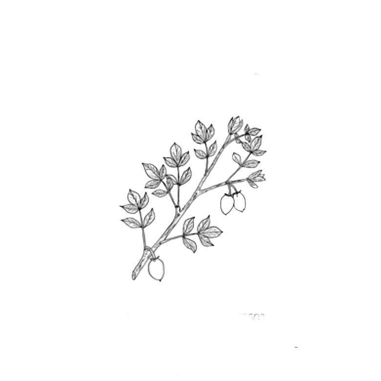 Line drawing of a branch with leaves and berries on a white background